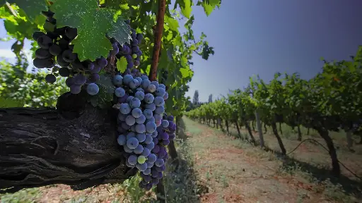 Enchanted Turkiye Wine & Dine